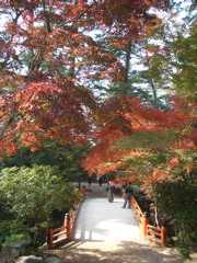 maples on miya-jima