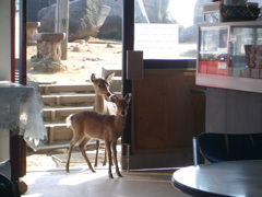 deer look for food on mount misen