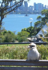 Kookaburra