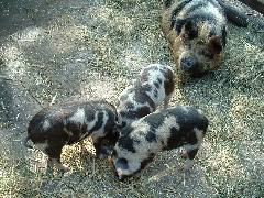 A pigsty at the city farm in St Werburg's, Bristol