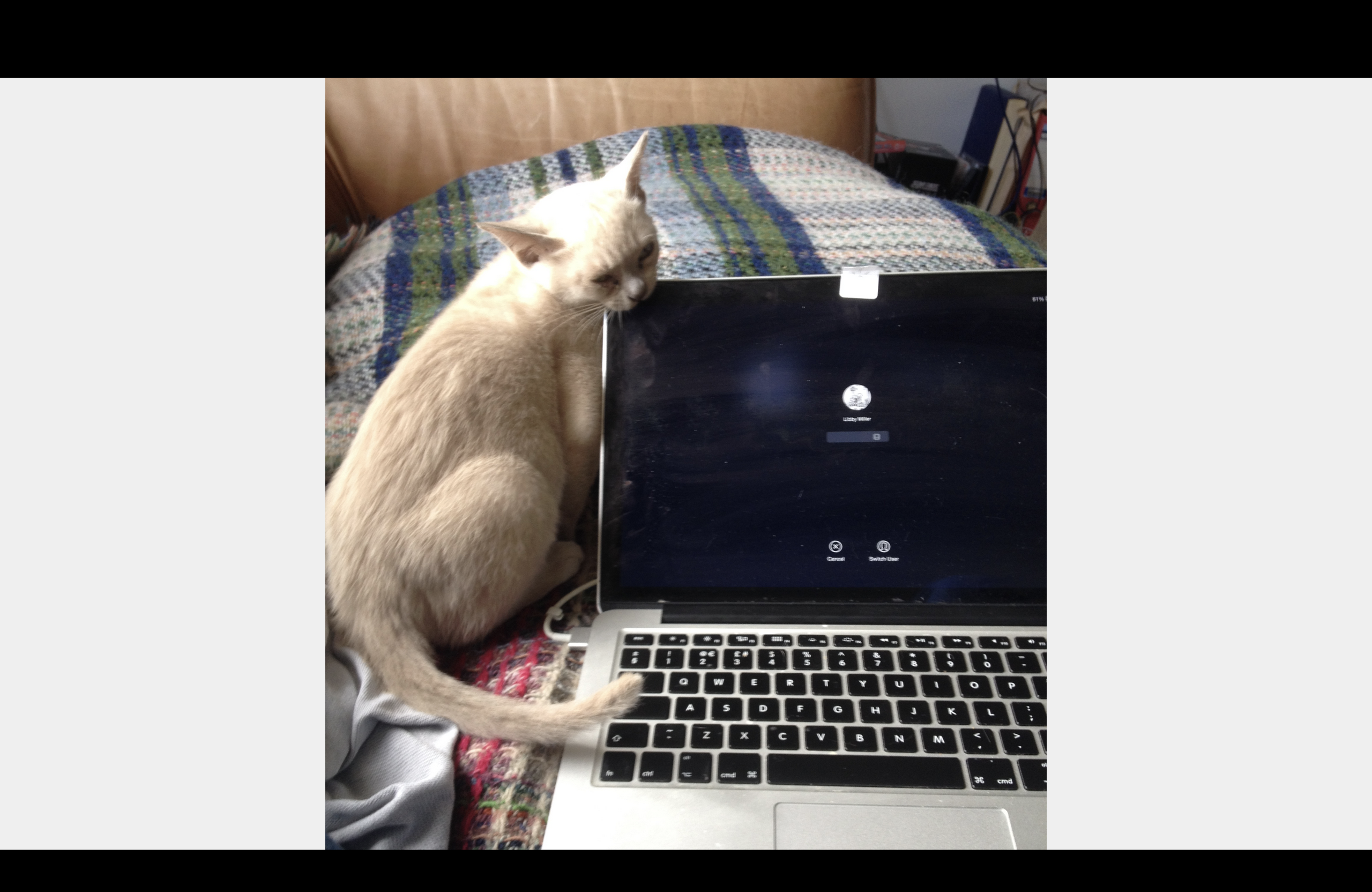 A cream coloured kitten biting a laptop