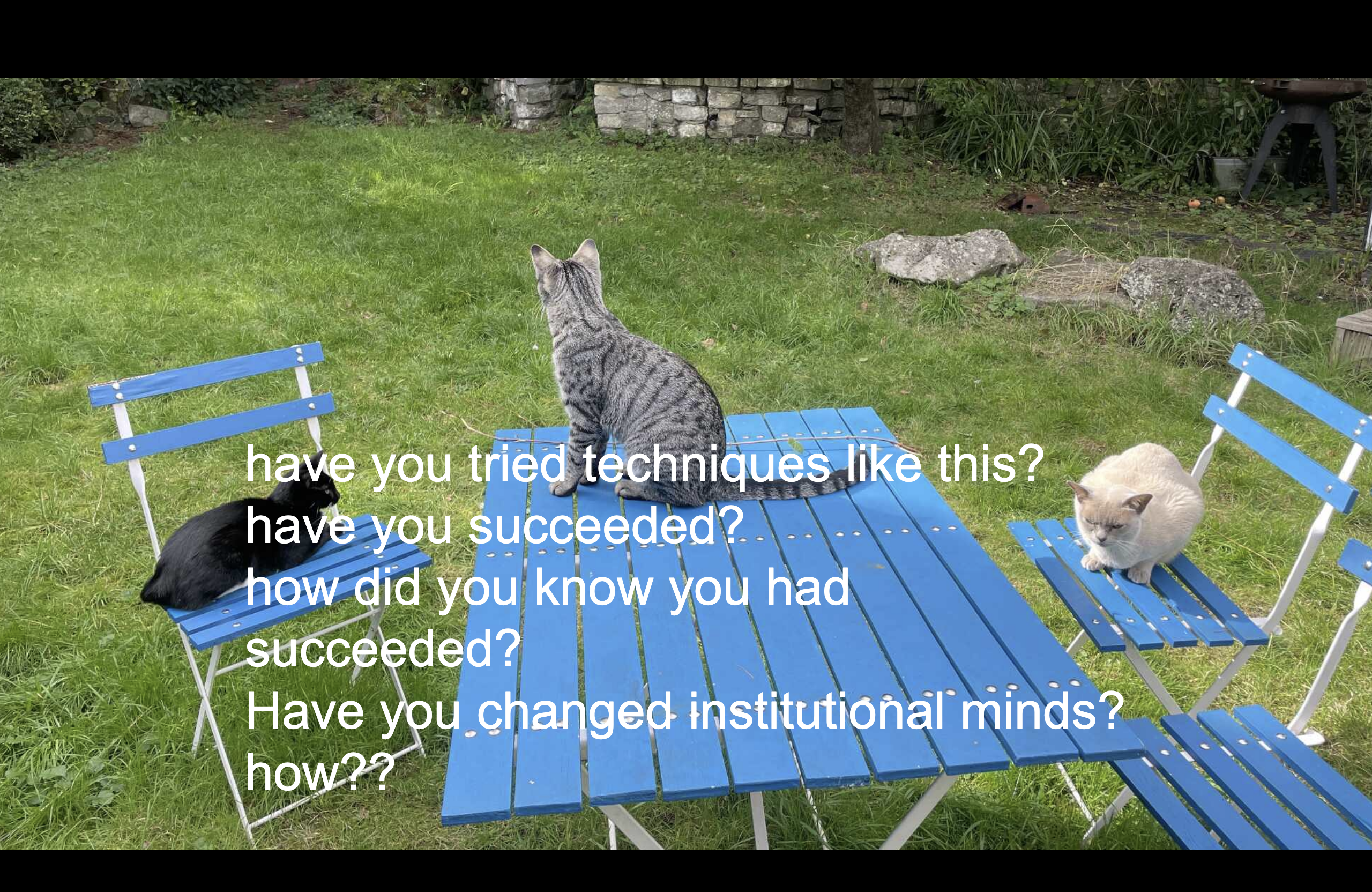 Three cats having an outdoor meeting